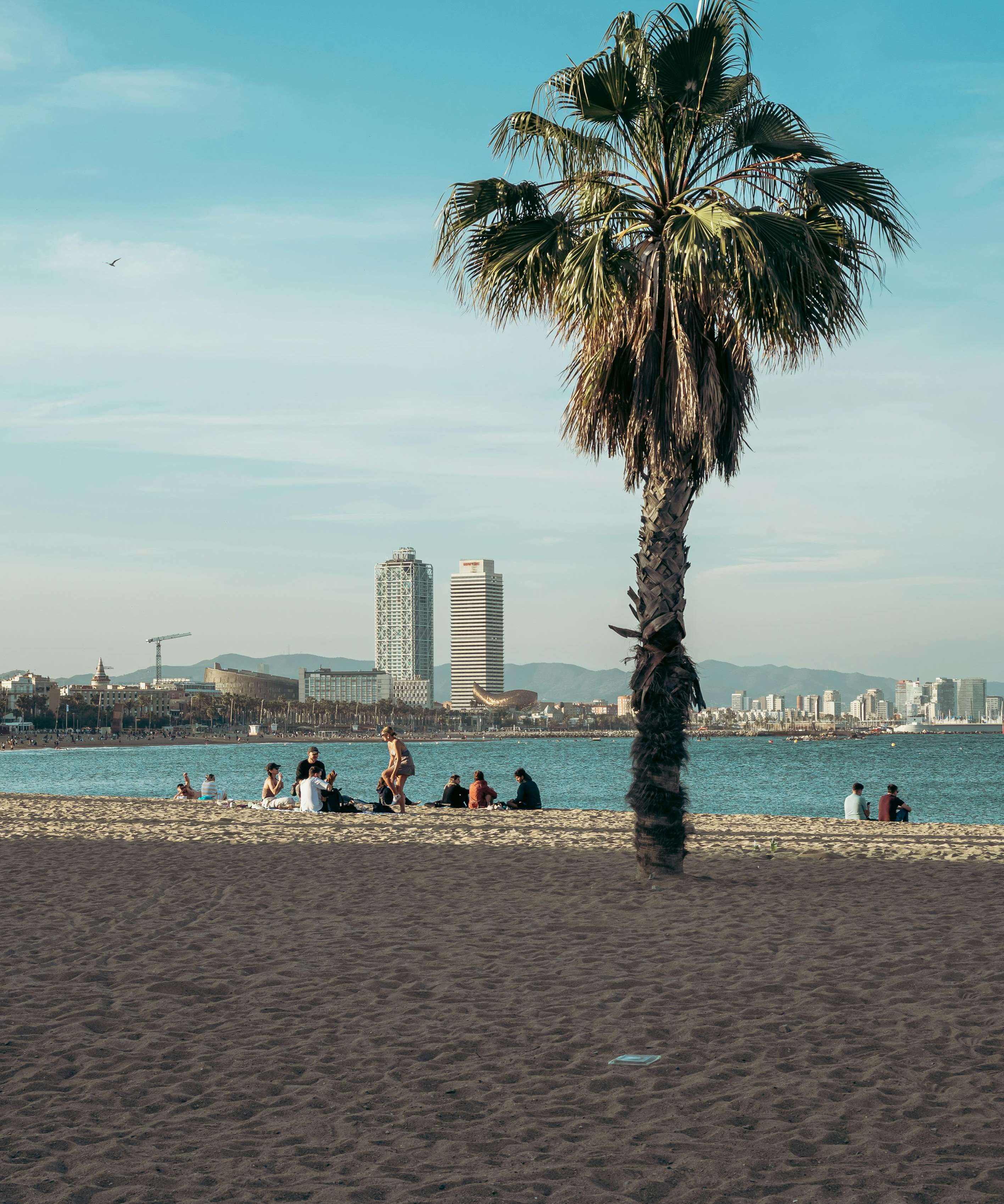 Vista panorámica de la playa de Barcelona con una palmera y un horizonte urbano, perfecta para un ambiente de vacaciones de verano.