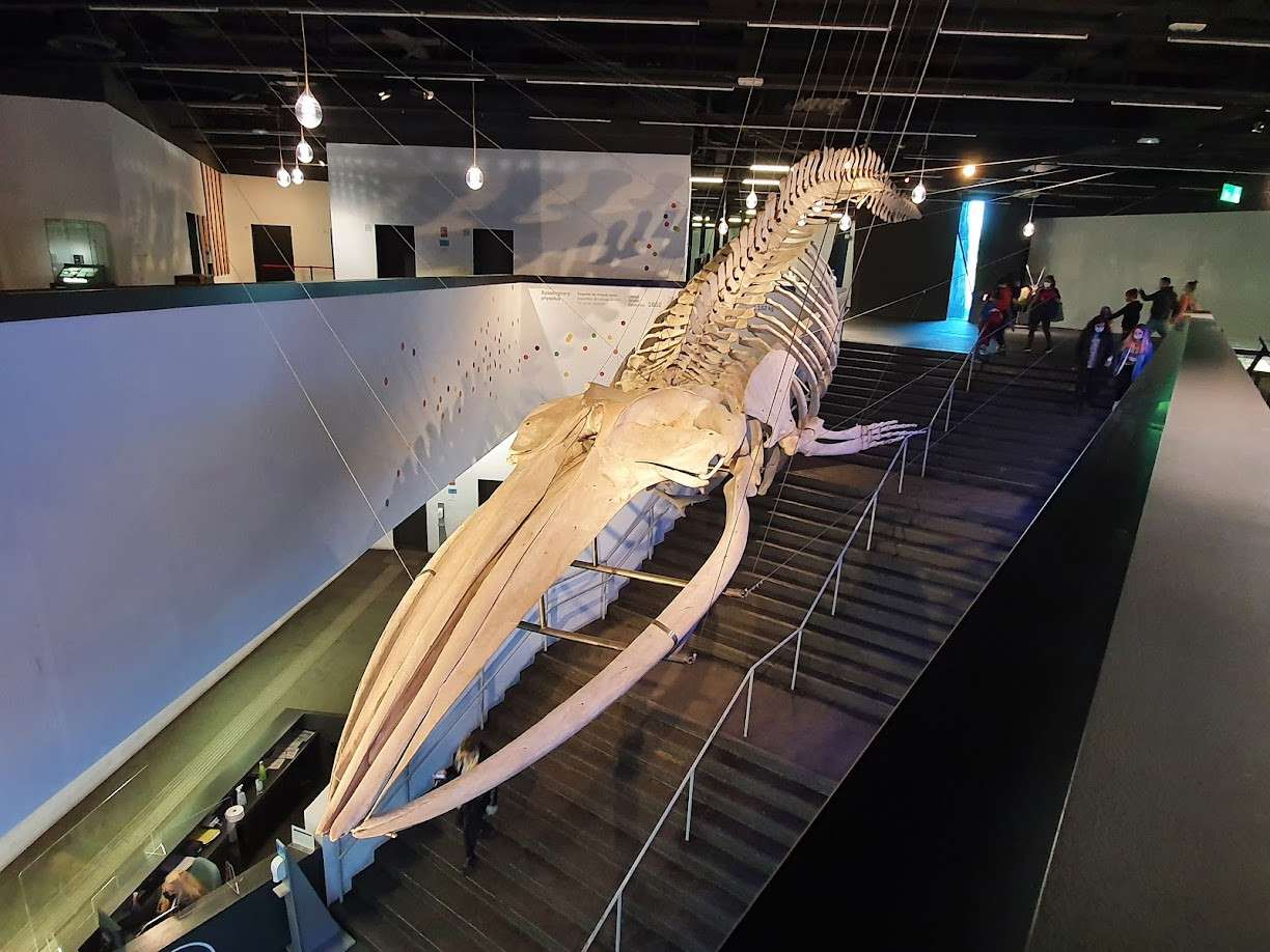 Museo de Ciencias Naturales
